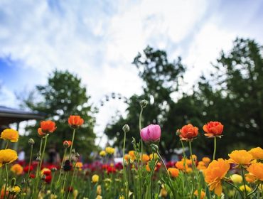 spring flowers