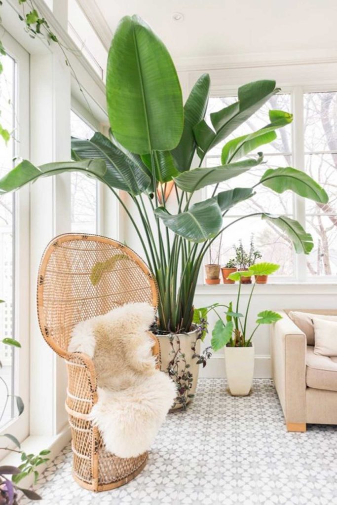 indoor plants living room