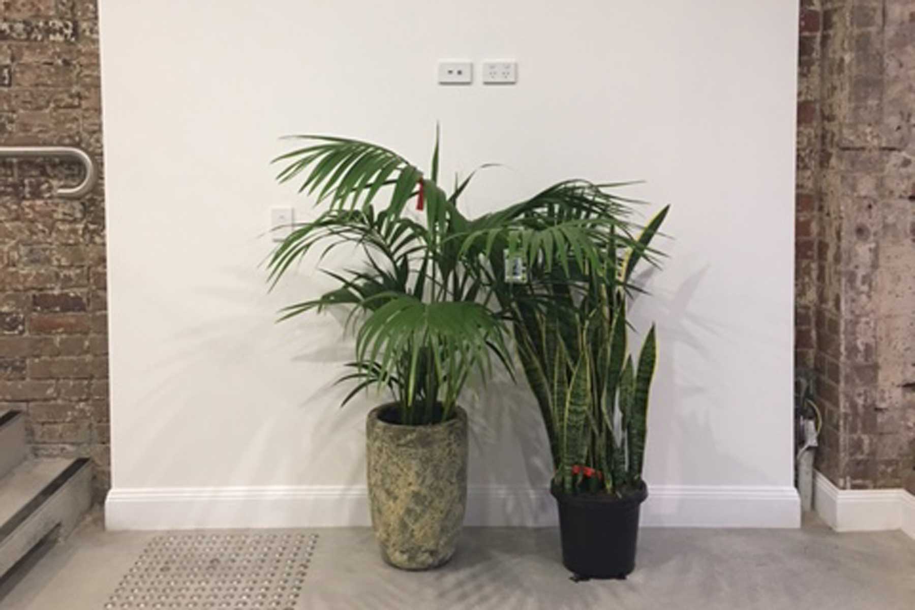 Soothing Care Dental - before - plant