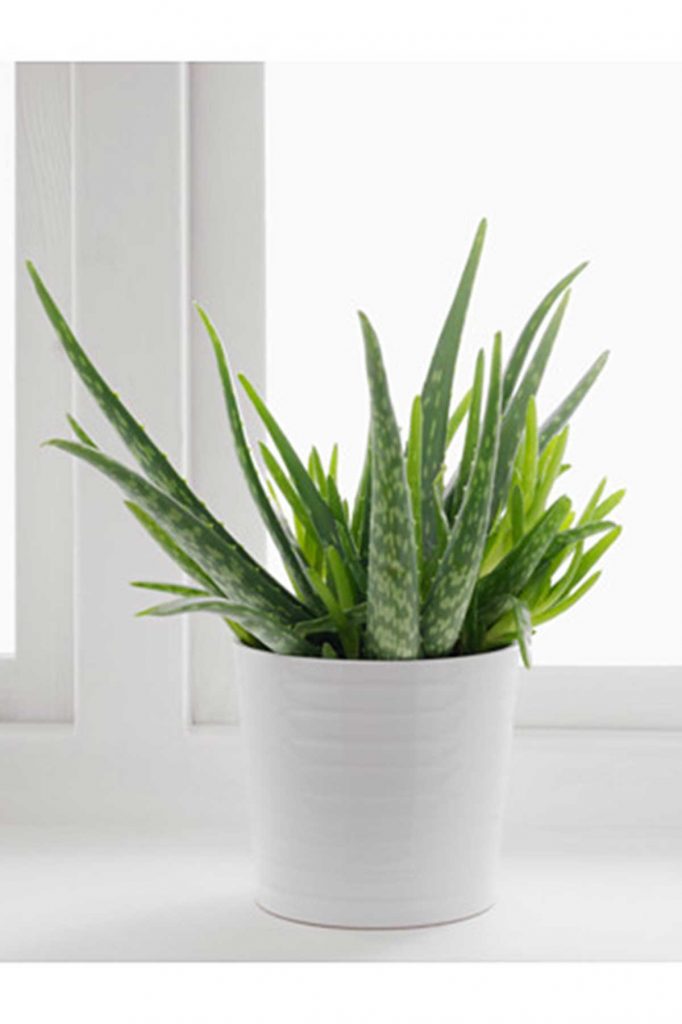 aloe vera plant