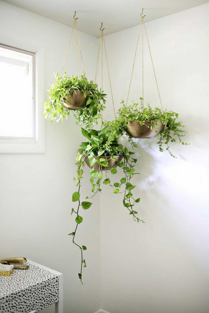 hanging indoor plants