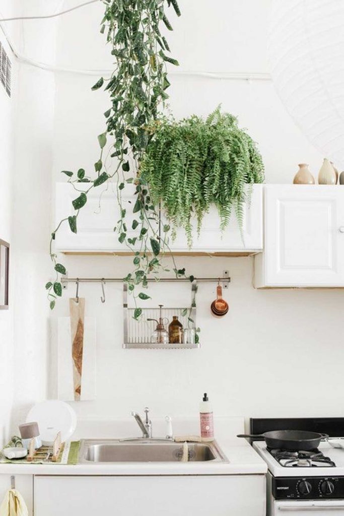 hanging kitchen plants