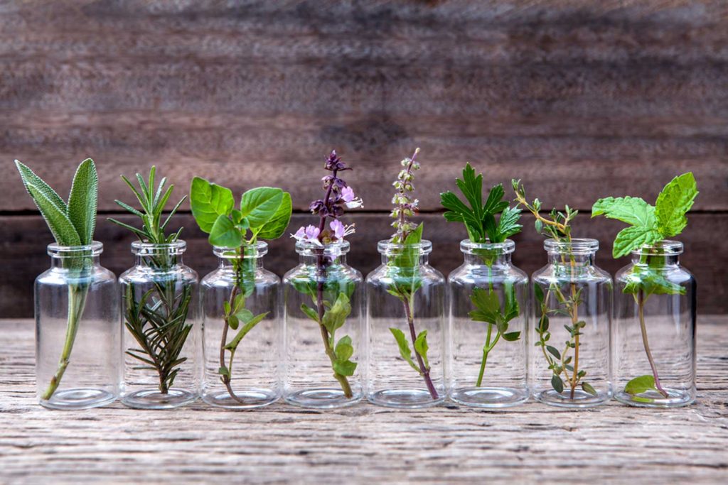 outdoor herb garden cute herbs in jars