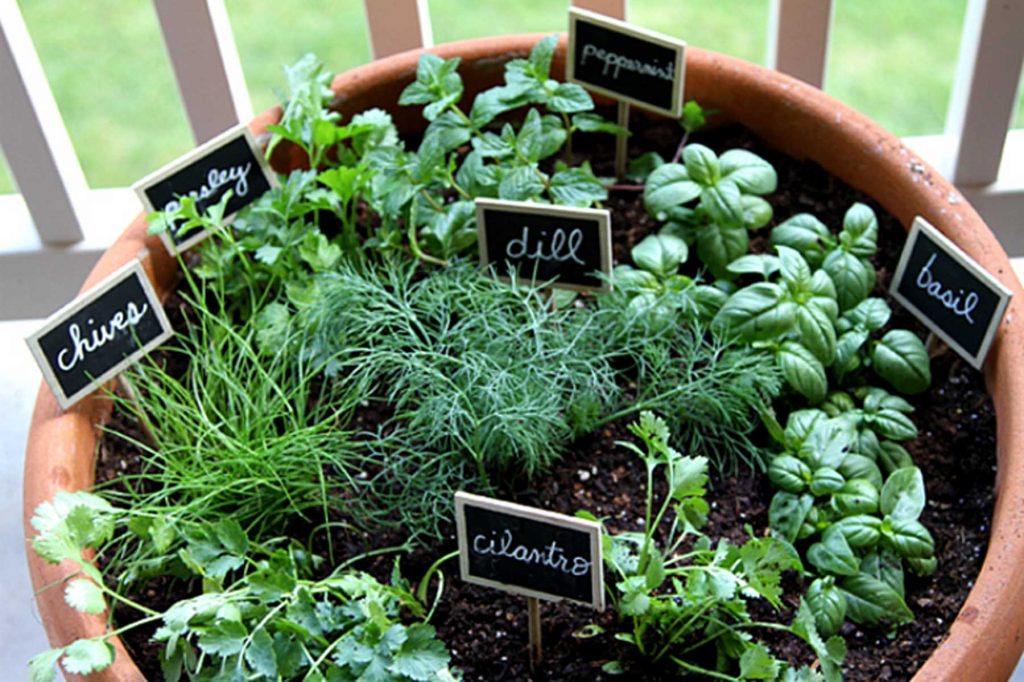 outdoor herb garden in large pot