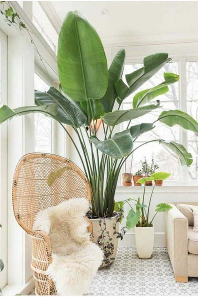 large coastal indoor plant in living room