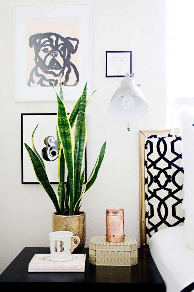 snake plant in bedroom