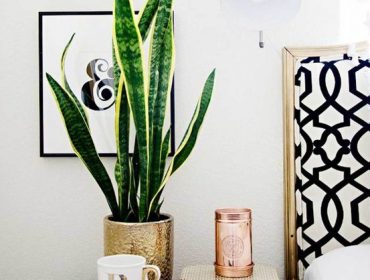 indoor plants snake plant on bedside table