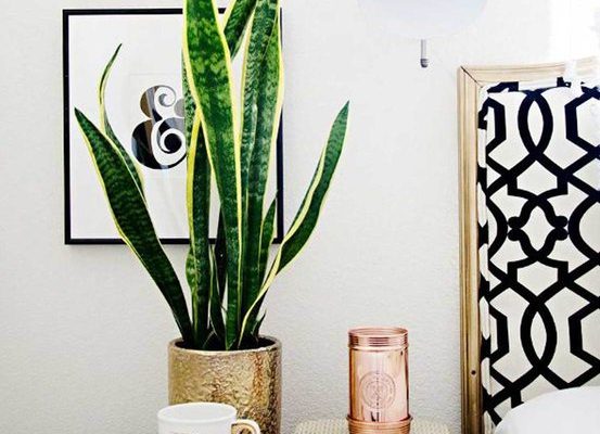 indoor plants snake plant on bedside table